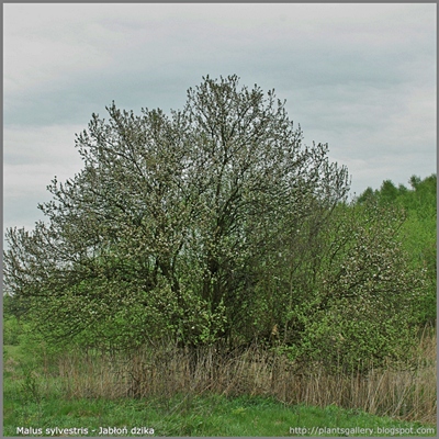 Malus sylvestris - Jabłoń dzika pokrój wiosną