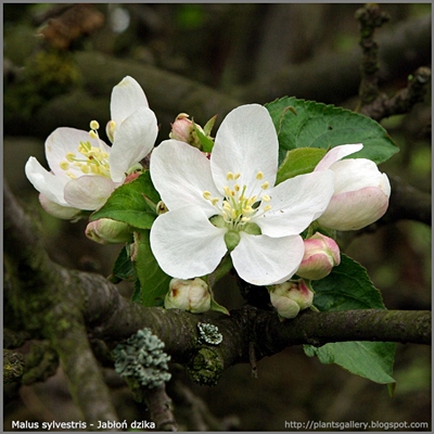 Malus sylvestris  flower - Jabłoń dzika kwiaty
