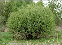 Salix cinerea - Wierzba szara, łoza pokrój wiosną