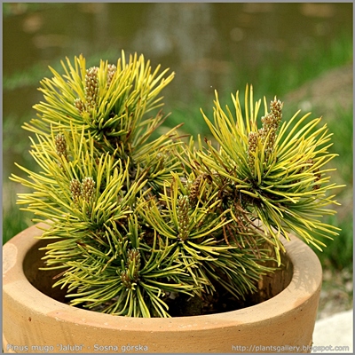 Pinus mugo 'Jalubi' - Sosna górska 'Jalubi' 
