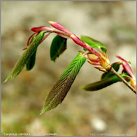 Carpinus cordata young leaf - Grab sercowaty młode liście