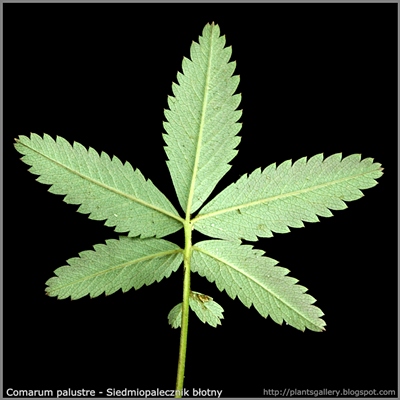 Comarum palustre leaf - Siedmiopalecznik błotny liść