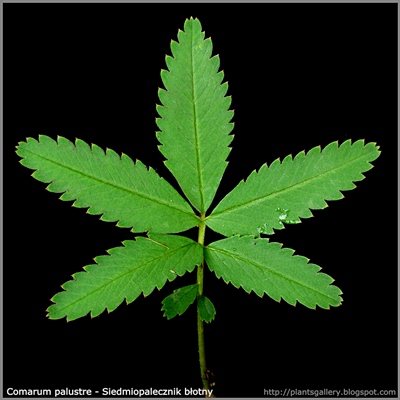 Comarum palustre leaf - Siedmiopalecznik błotny liść
