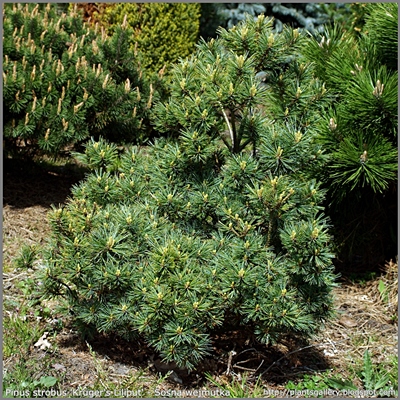 Pinus strobus 'Kruger's Liliput' - Sosna wejmutka 'Kruger's Liliput'