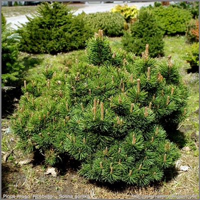 Pinus mugo 'Picobello' - Sosna górska 'Picobello'