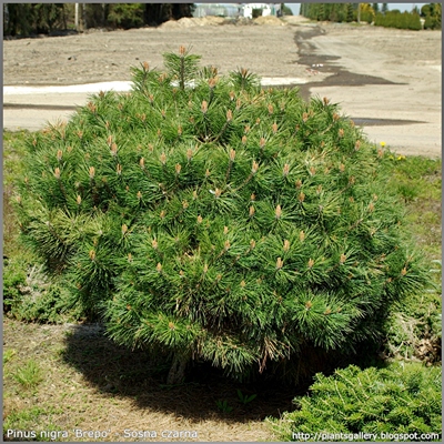 Pinus nigra 'Pierrick Bregeon' habit - Sosna czarna pokrój'