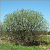 Salix cinerea - Wierzba szara, łoza pokrój wiosną