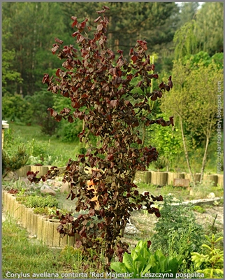 Plant Gallery - Encyklopedia Roślin: Corylus avellana contorta 'Red ...