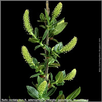 Salix cordata syn.S. adenophylla - Wierzba gęstolistna, W. paszowa