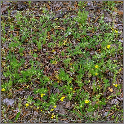 Potentilla erecta - Pięciornik kurze ziele