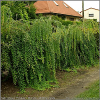 Salix integra 'Pendula' - Wierzba całolistna zwisła