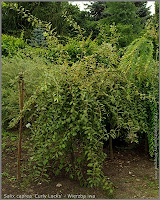 Salix caprea 'Curly Locks' - Wierzba iwa 'Curly Locks' 