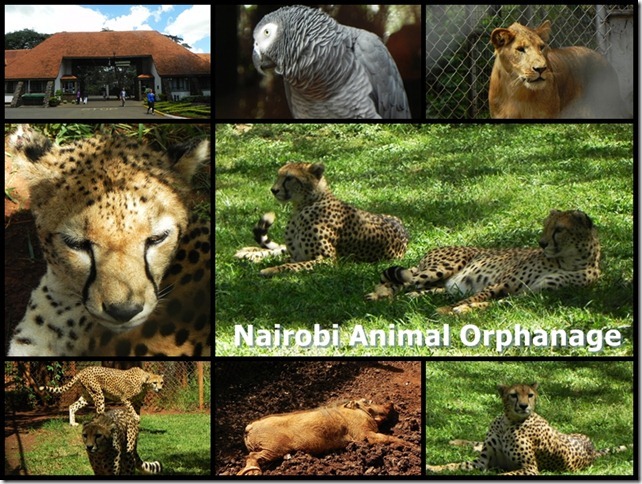 Nairobi_Animal_Orphanage_2