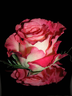 rosa.png