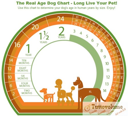calcolo dell'età di un cane.