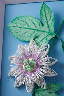 Quilled passionflower, closeup