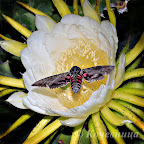 Hawk moth on an Epiphyllum flower