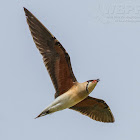 Oriental Pratincole