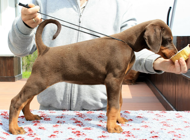 7%20weeks%20puppies%20174.jpg