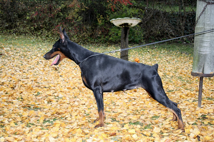 dogs%20349.jpg