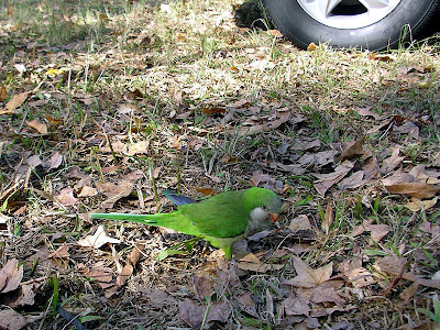 台中和平汶山露營區 @98 年元旦活動 (2-2)