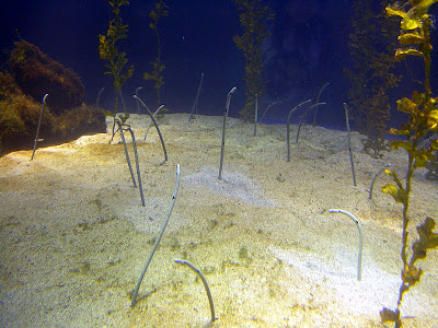 高雄茂林，屏東墾丁 @95 年春節露營 (2-2)