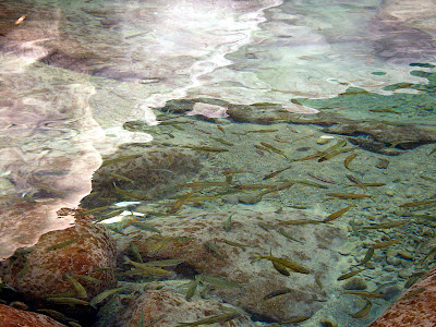 高雄那瑪夏拉比尼亞露營山莊 @98 年春節移動露營 (4-4)