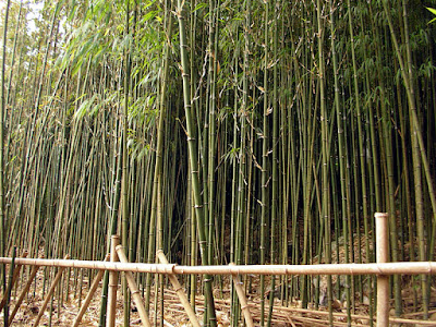 高雄那瑪夏拉比尼亞露營山莊 @98 年春節移動露營 (4-4)