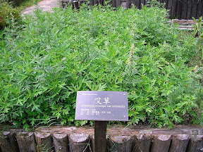 花蓮牛山呼庭，台東小野柳，台東ㄚ一ㄚ旺 @95 年中秋露營