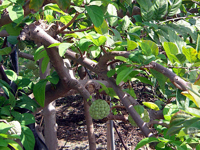 花蓮牛山呼庭，台東小野柳，台東ㄚ一ㄚ旺 @95 年中秋露營