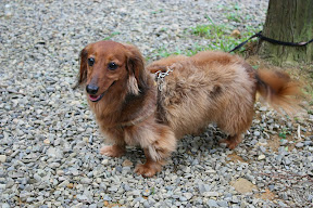 新竹北埔永茂森林山莊 @2009 第一屆古典燈爐聚會