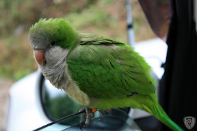 新竹北埔永茂森林山莊 @2009 第一屆古典燈爐聚會