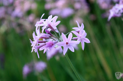 南投草屯本草奇花園 @八大露營社中/南區迎新活動