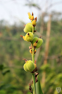南投草屯本草奇花園 @八大露營社中/南區迎新活動