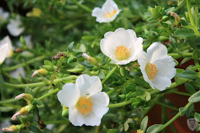 南投草屯本草奇花園 @八大露營社中/南區迎新活動