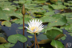 南投草屯本草奇花園 @八大露營社中/南區迎新活動