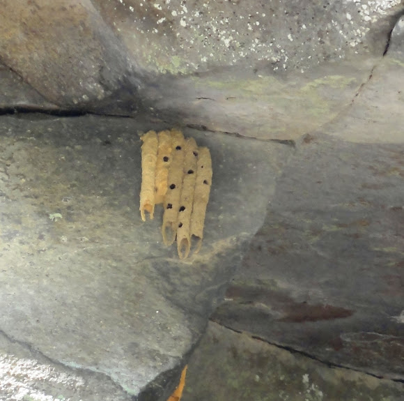 Organ Pipe Mud Dauber Nest Project Noah