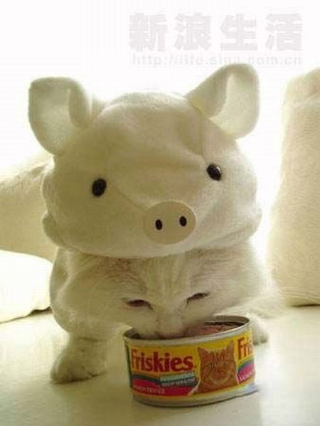 [disfraz-gato-02[2].jpg]