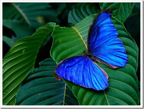 Tropics_butterfly