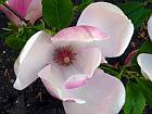 Saucer-magnolia blossom