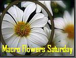 Macro Flowers Saturday badge 2