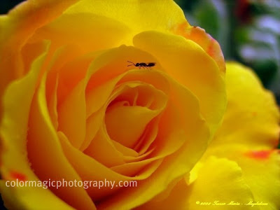 Yellow rose and an ant on it