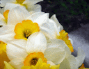Tulips and daffodils - Macro photography