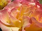 Pink-yellow rose petals