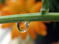 Marigold in raindrop