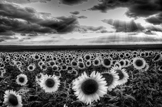 black-and-white-flower-photography