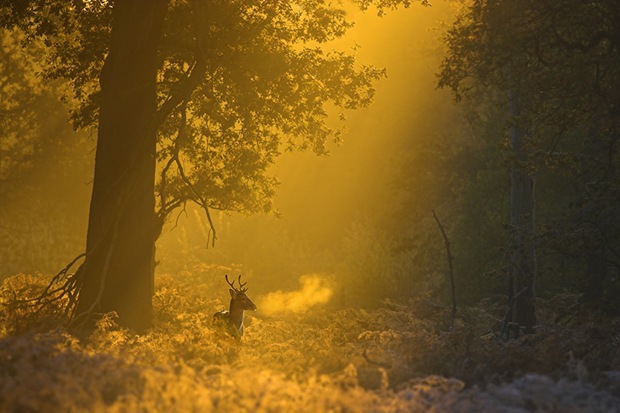 Fallow deer buck at dawn