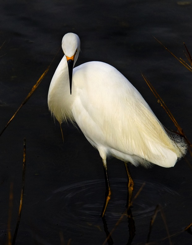 Snowy-Egret -Elegance