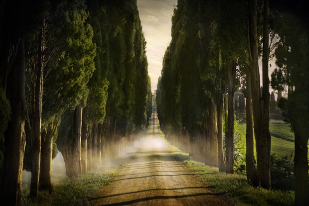 Photography of a road through the green and trees in Siena, Italy