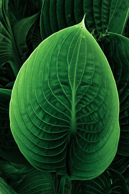 Green-leaf-micro-photography